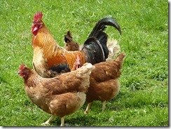 hen-rooster
