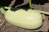 Spaghetti Squash