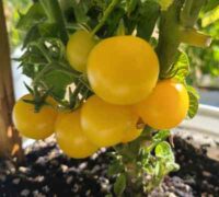 Dwarf Barossa Moon Tomato