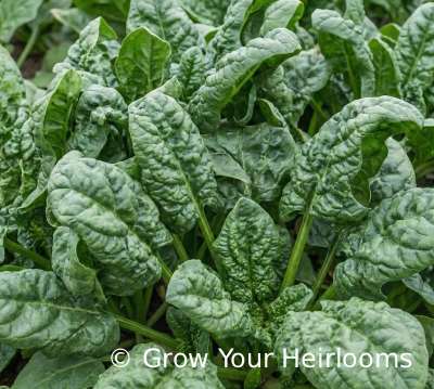 Bloomsdale Long Standing Spinach