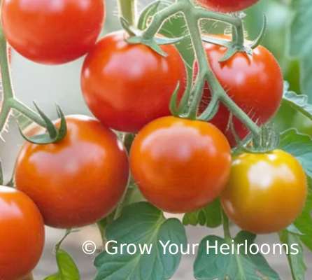 Sub Arctic Maxi Tomato